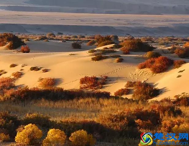 中国金秋9大胡杨林，美到极致，竟有一半是在这个省份！