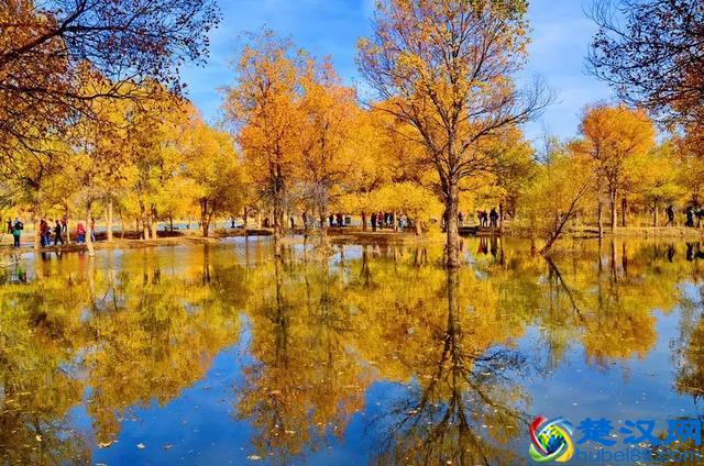 中国金秋9大胡杨林，美到极致，竟有一半是在这个省份！