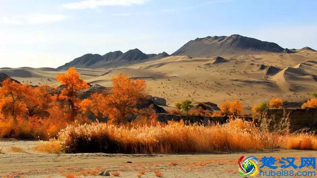 中国金秋9大胡杨林，美到极致，竟有一半是在这个省份！