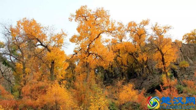 中国金秋9大胡杨林，美到极致，竟有一半是在这个省份！