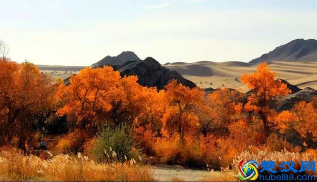 中国金秋9大胡杨林，美到极致，竟有一半是在这个省份！
