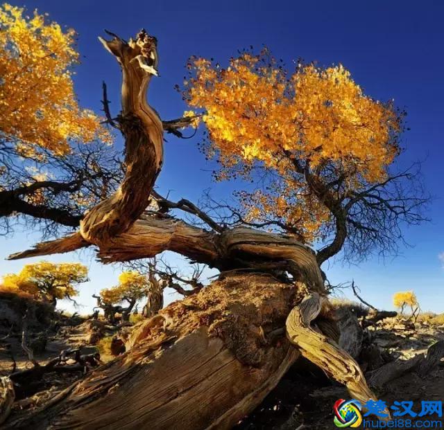 中国金秋9大胡杨林，美到极致，竟有一半是在这个省份！