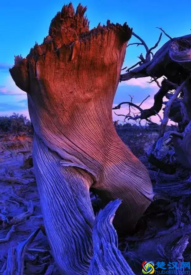 中国金秋9大胡杨林，美到极致，竟有一半是在这个省份！