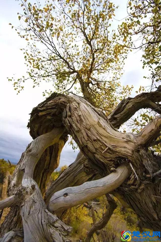 中国金秋9大胡杨林，美到极致，竟有一半是在这个省份！