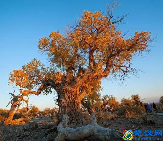 中国金秋9大胡杨林，美到极致，竟有一半是在这个省份！