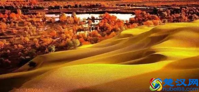中国金秋9大胡杨林，美到极致，竟有一半是在这个省份！
