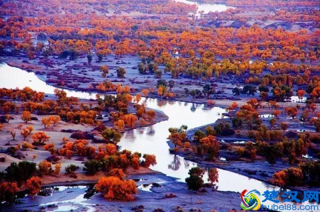 中国金秋9大胡杨林，美到极致，竟有一半是在这个省份！