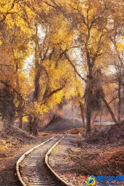 中国金秋9大胡杨林，美到极致，竟有一半是在这个省份！