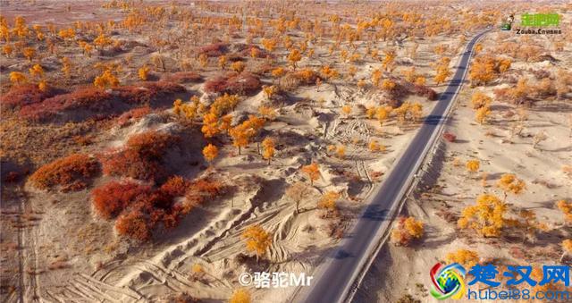 中国金秋9大胡杨林，美到极致，竟有一半是在这个省份！