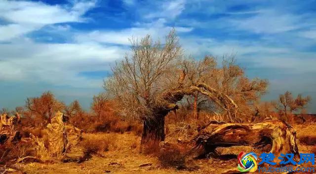 中国金秋9大胡杨林，美到极致，竟有一半是在这个省份！