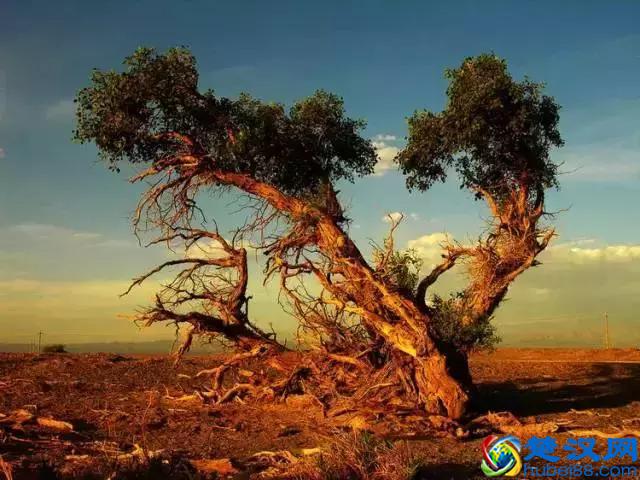 中国金秋9大胡杨林，美到极致，竟有一半是在这个省份！