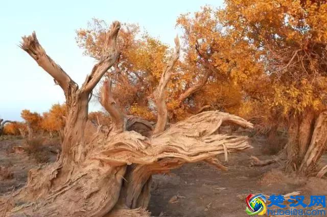 中国金秋9大胡杨林，美到极致，竟有一半是在这个省份！