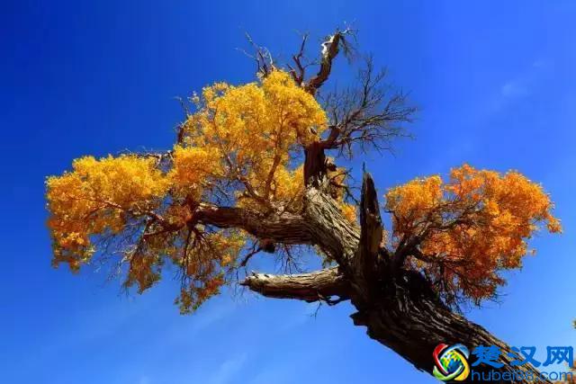 中国金秋9大胡杨林，美到极致，竟有一半是在这个省份！