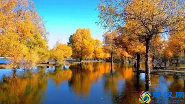 中国金秋9大胡杨林，美到极致，竟有一半是在这个省份！