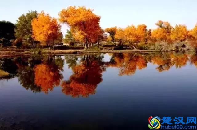 中国金秋9大胡杨林，美到极致，竟有一半是在这个省份！