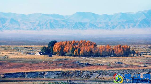 中国金秋9大胡杨林，美到极致，竟有一半是在这个省份！