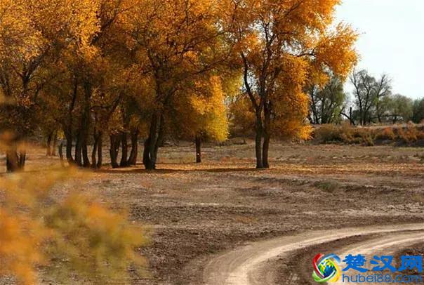 中国金秋9大胡杨林，美到极致，竟有一半是在这个省份！