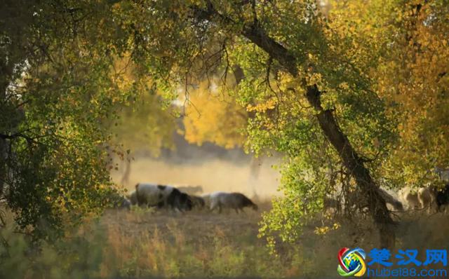 中国金秋9大胡杨林，美到极致，竟有一半是在这个省份！