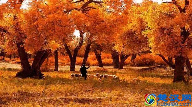 中国金秋9大胡杨林，美到极致，竟有一半是在这个省份！