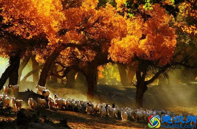 中国金秋9大胡杨林，美到极致，竟有一半是在这个省份！