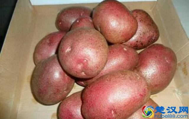 洋芋和土豆，还在傻傻分不清楚？