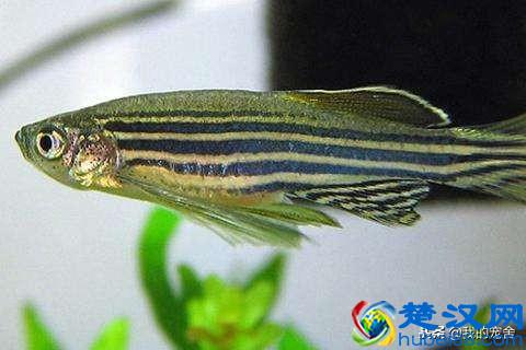 什么鱼好养又不容易死呢？换水费事，换鱼费钱，那就养这几种吧