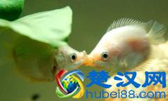 什么鱼好养又不容易死呢？换水费事，换鱼费钱，那就养这几种吧