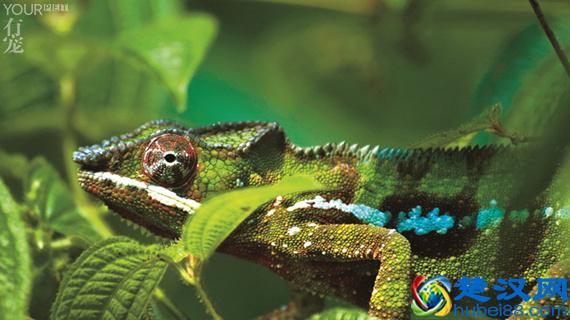 变色龙会变色到底为什么？并不是自我保护那么简单