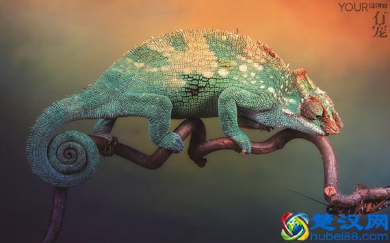 变色龙会变色到底为什么？并不是自我保护那么简单