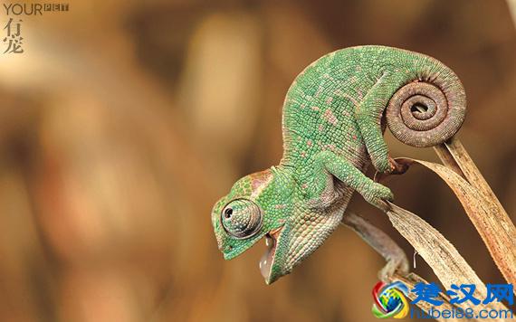 变色龙会变色到底为什么？并不是自我保护那么简单