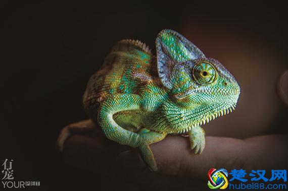 变色龙会变色到底为什么？并不是自我保护那么简单