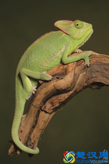 变色龙会变色到底为什么？并不是自我保护那么简单