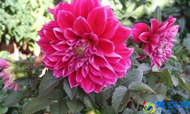 国内第三方安卓应用商店前十排名列表