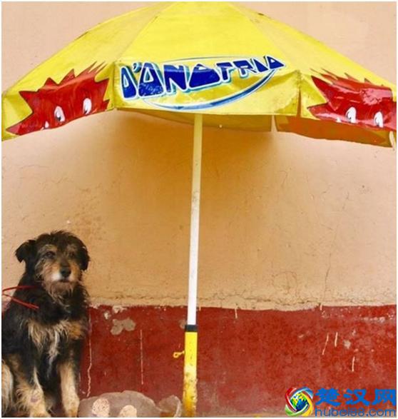 羊驼是什么，是羊还是骆驼，你见过吗？