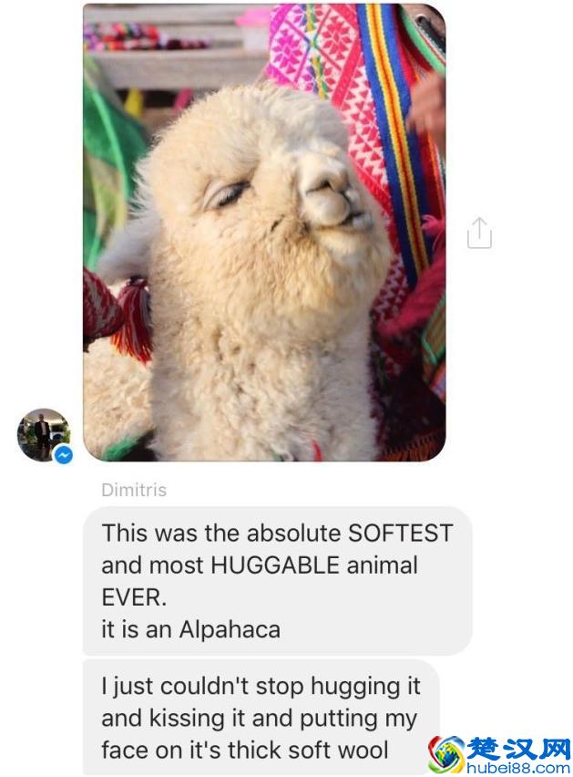 羊驼是什么，是羊还是骆驼，你见过吗？