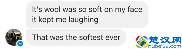 羊驼是什么，是羊还是骆驼，你见过吗？