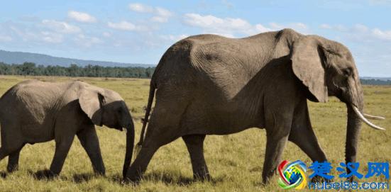 象牙到底有什么作用，为什么那么多人想要费心思得到？