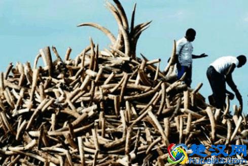 象牙到底有什么作用，为什么那么多人想要费心思得到？