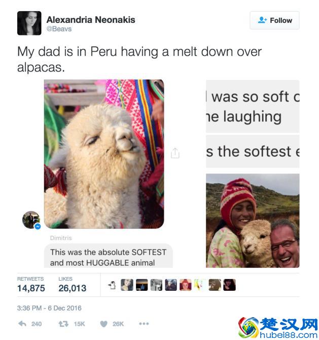 羊驼是什么，是羊还是骆驼，你见过吗？