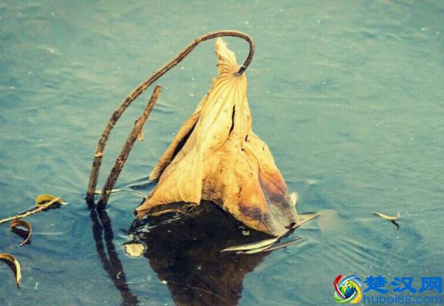 优雅孤傲 一尘不染