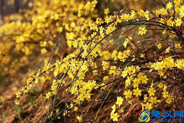 刚刚，央视2019年春晚节目单公布！