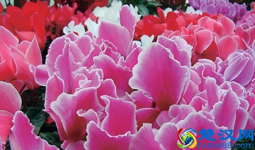 四川大学生创业开小吃店，日营业额达1200元