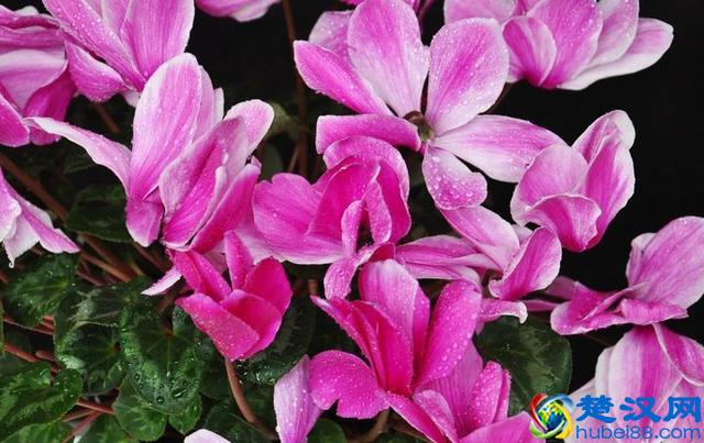 四川大学生创业开小吃店，日营业额达1200元