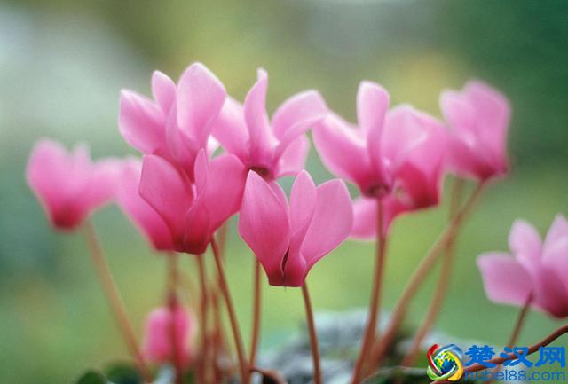 硅光技术成厂商竞争焦点，带动光模块产业发展开启高速通道