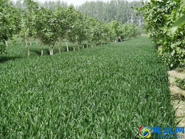 果园内别闲着，看看适合种些什么