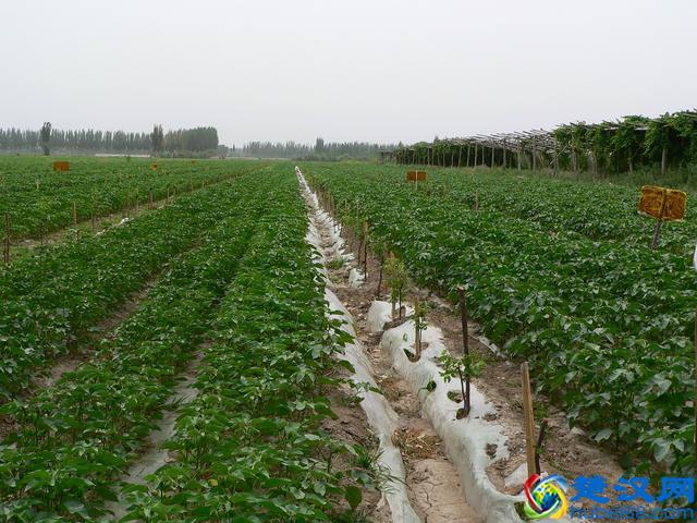 果园内别闲着，看看适合种些什么