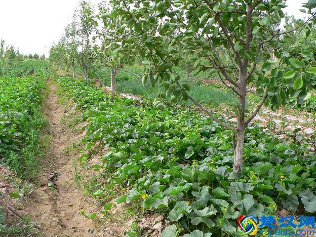 果园内别闲着，看看适合种些什么