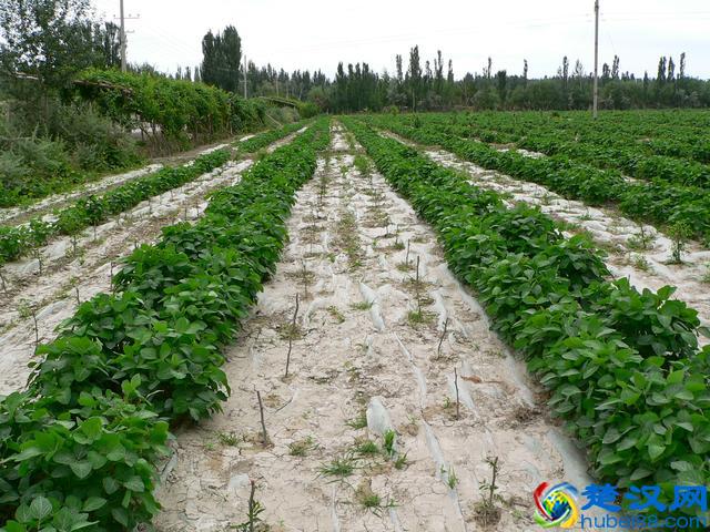 果园内别闲着，看看适合种些什么