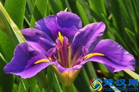 世界各国国花都是啥？哪个国家的是仙人掌？玫瑰花又是哪个国家的