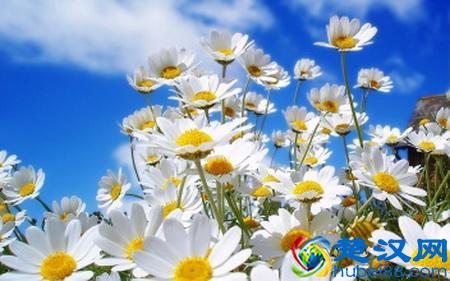 世界各国国花都是啥？哪个国家的是仙人掌？玫瑰花又是哪个国家的